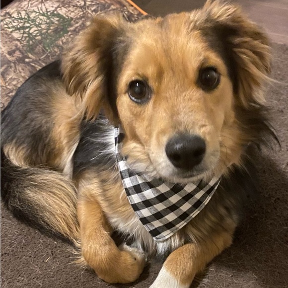 Black and white reversible plaid Dog Scarf available in All sizes - Picture 1 of 1